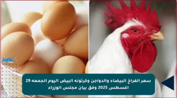 سعر الفراخ البيضاء والدواجن وكرتونة البيض اليوم الجمعة 29 أغسطس 2025 وفق بيان مجلس الوزراء